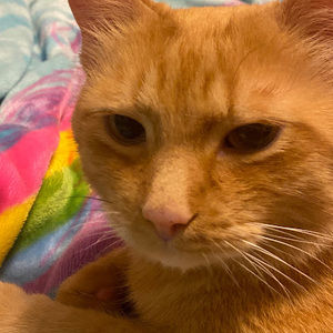 Meet your Posher, Leslie